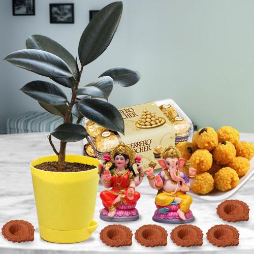 Exclusive Rubber Plant n Assortments Gift Combo