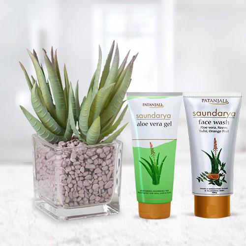 Premium Aloe Vera Gift Plant with Skin Care Hamper