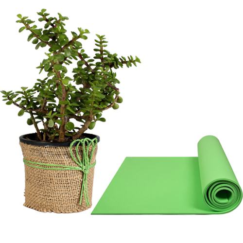 Graceful Mini Jade Plant with Yoga Mat