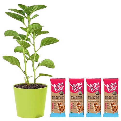 Healthy Gift Pack of Aswagandha Plant with Yoga Bar