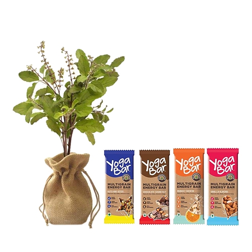 Healthy Gift of Jute Wrapped Tulsi Plant with Yoga Bar