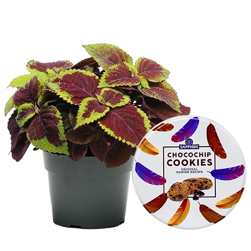 Attractive Twinning of Coleus Plant N Sapphire Chocochip Cookies