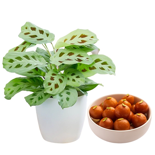 Impressive Pair of Maranta Plant with Sweet Treat