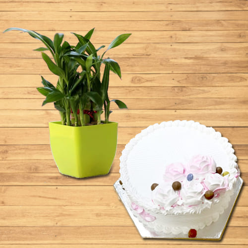 Wonderful 2 Tier Lucky Bamboo Plant with Vanilla Cake