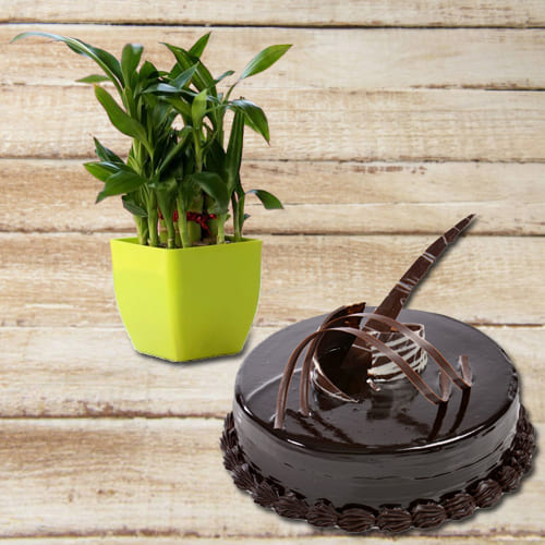 Wonderful 2 Tier Lucky Bamboo Plant with Chocolate Truffle Cake