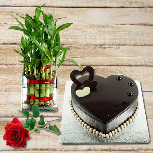 Remarkable Chocolate Cake with Red Rose N 2 Tier Lucky Bamboo Plant