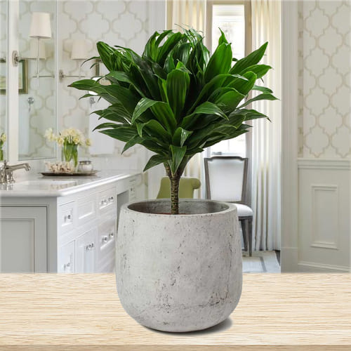 Wonderful Gift of Dracaena Compacta Plant in Ceramic Pot
