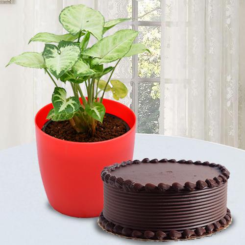 Good Luck Indoor Plant with Chocolate Cake