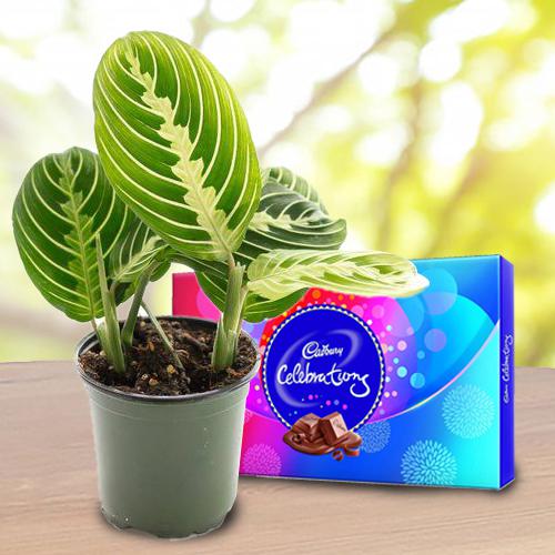 Eye Catching Gift of Maranta Prayer Plant with Chocolates