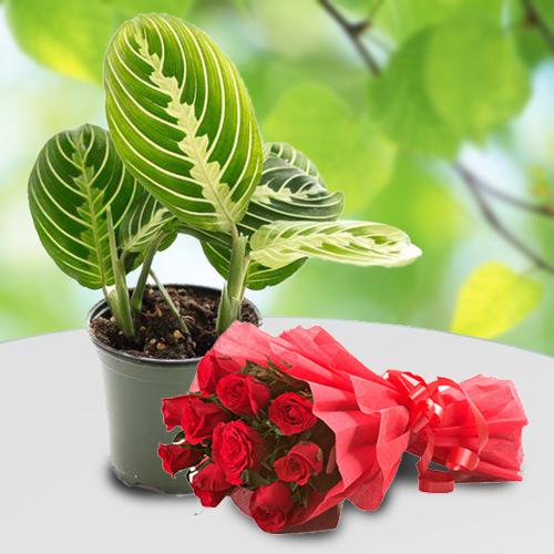 Evergreen Combo of Maranta Live Plant with Rose Bouquet