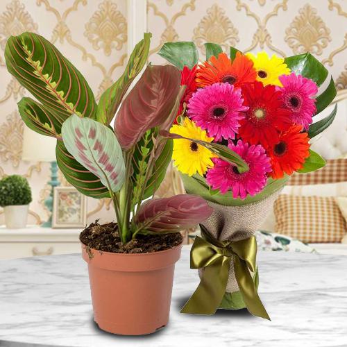 Good Luck Maranta Prayer Indoor Plant with Floral Bunch
