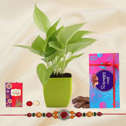 Send Rakshabandhan Wishes with a Money Plant Cadbury Chocolates & a Rakhi